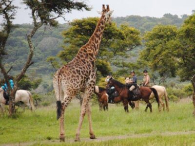 Horse Back Riding in Uganda | Uganda Safaris