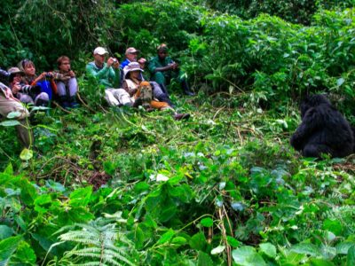 Rwanda gorilla Safaris