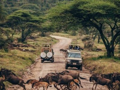 Tanzania Safaris