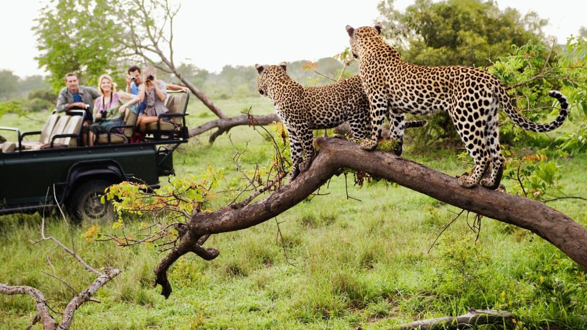 Game Drive and Wildlife Safaris