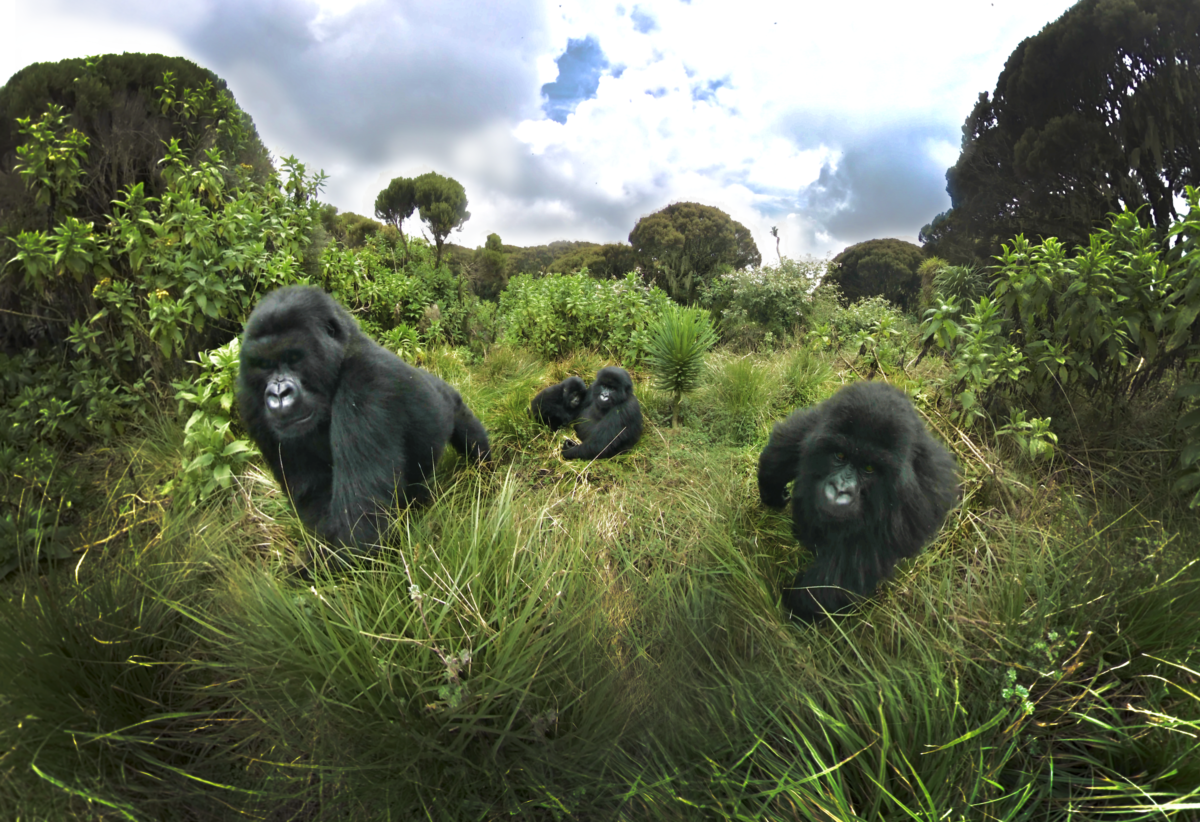 Gorilla Trekking in Rwanda