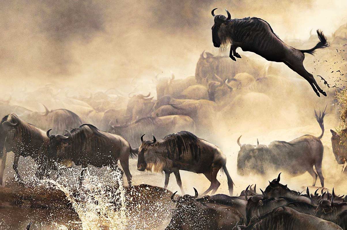 Great Wildebeest Migration of Tanzania and Kenya