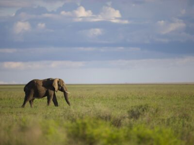 6-Day Ngorongoro Adventure and Serengeti