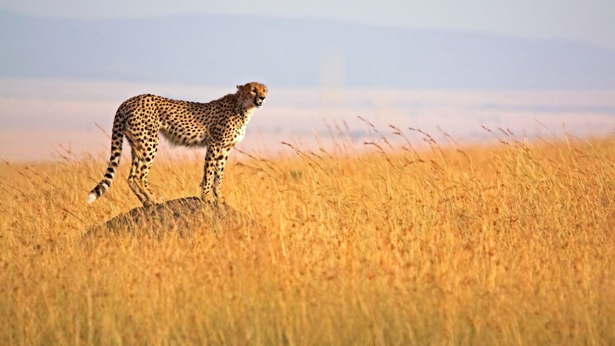 Maasai Mara Safaris in Kenya