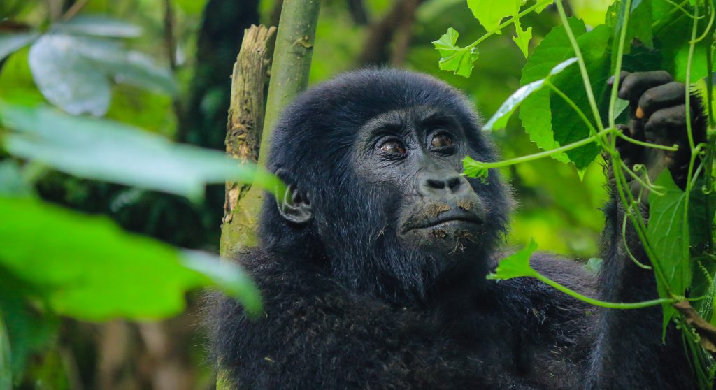 Uganda Safari & Gorilla Trekking