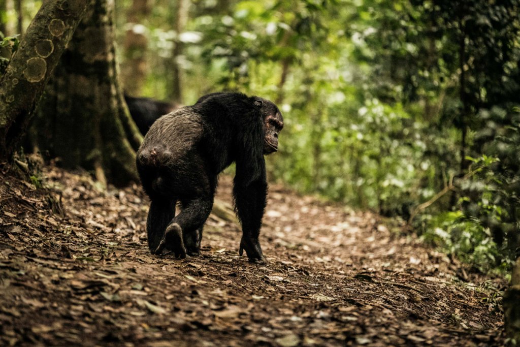 cHIMPANZEE TREKKING IN rWANDA