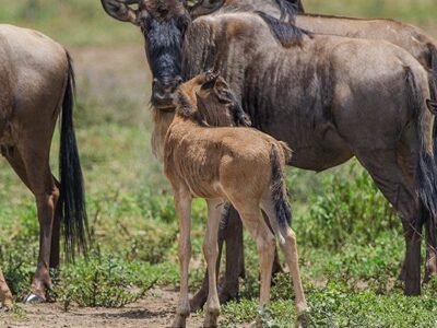 Great Wildebeest Migration Calving Season